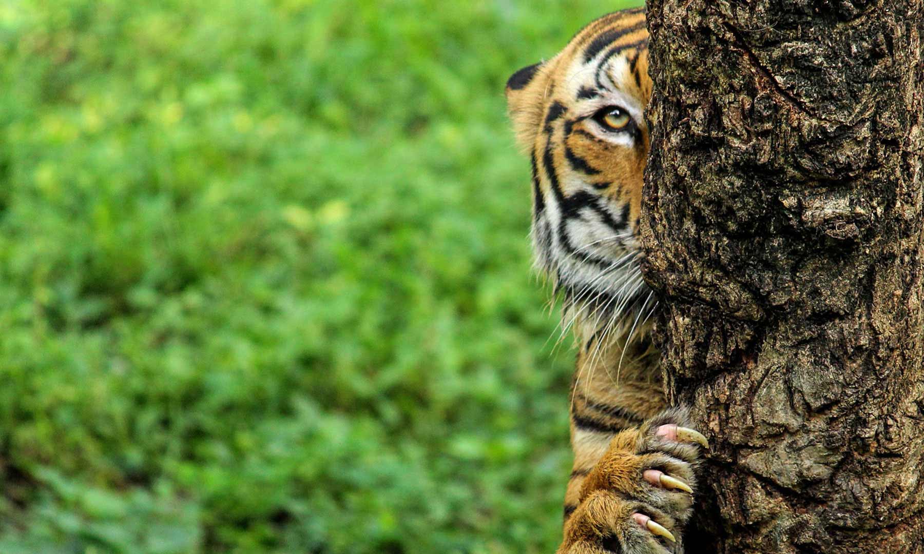 Come experience Pench National Park & a chance to meet Sher Khan !