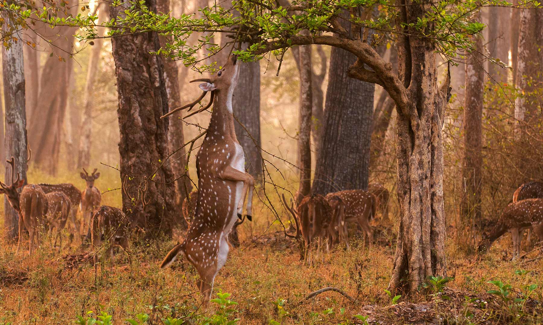 Pench National Park - Return to Nature