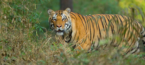 Tigers of Penchl Pench Jungle Camp l Pench National Park